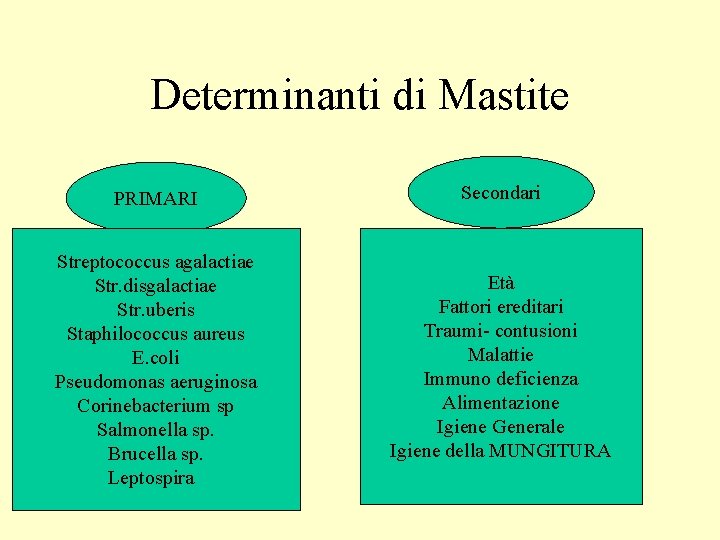 Determinanti di Mastite PRIMARI Secondari Streptococcus agalactiae Str. disgalactiae Str. uberis Staphilococcus aureus E.