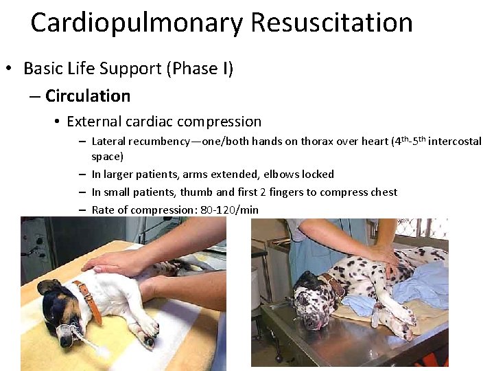 Cardiopulmonary Resuscitation • Basic Life Support (Phase I) – Circulation • External cardiac compression
