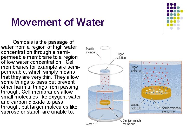 Movement of Water Osmosis is the passage of water from a region of high