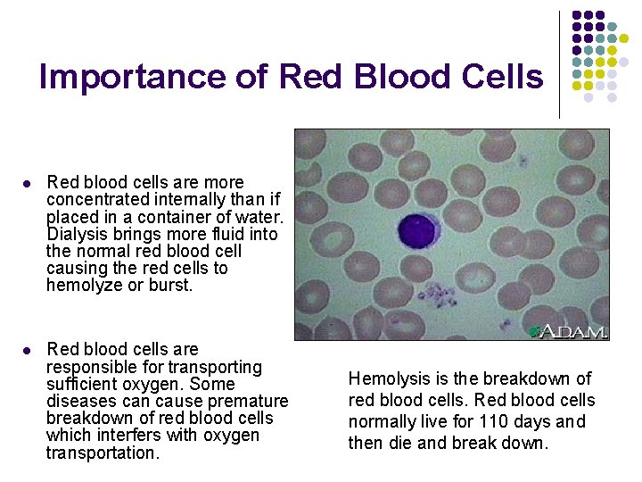 Importance of Red Blood Cells l Red blood cells are more concentrated internally than