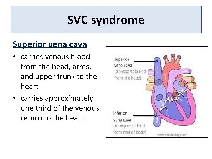 SVC syndrome Superior vena cava • carries venous blood from the head, arms, and