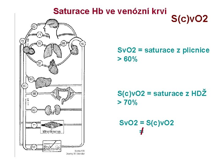 Saturace Hb ve venózní krvi S(c)v. O 2 Sv. O 2 = saturace z
