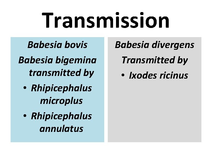 Transmission Babesia bovis Babesia bigemina transmitted by • Rhipicephalus microplus • Rhipicephalus annulatus Babesia