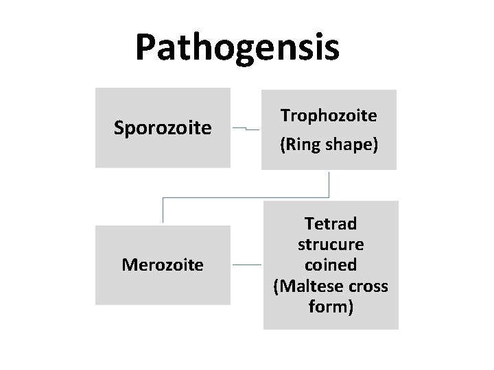 Pathogensis Sporozoite Merozoite Trophozoite (Ring shape) Tetrad strucure coined (Maltese cross form) 