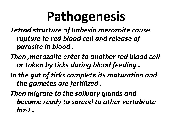 Pathogenesis Tetrad structure of Babesia merozoite cause rupture to red blood cell and release