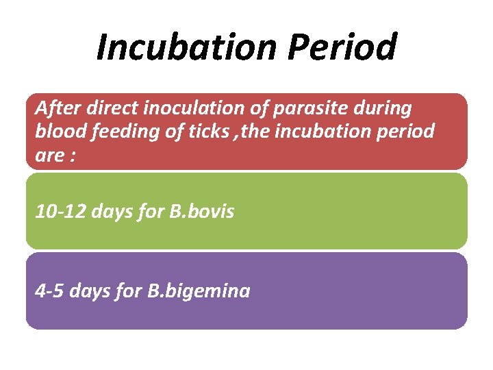 Incubation Period After direct inoculation of parasite during blood feeding of ticks , the