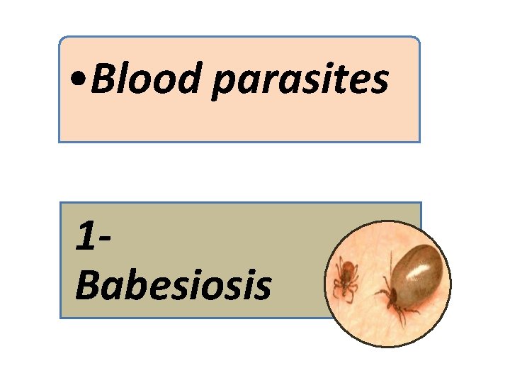 • Blood parasites 1 Babesiosis 
