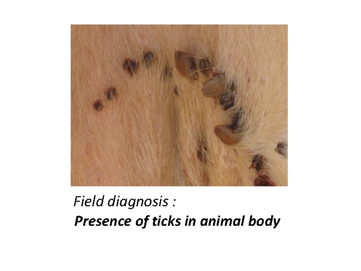 Field diagnosis : Presence of ticks in animal body 