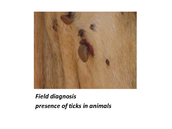 Field diagnosis presence of ticks in animals 