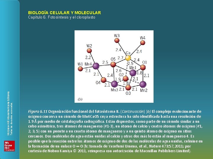 BIOLOGÍA CELULAR Y MOLECULAR Todos los derechos reservados. Mc. Graw-Hill Interamericana Editores Capítulo 6.