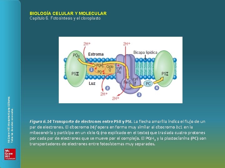 BIOLOGÍA CELULAR Y MOLECULAR Todos los derechos reservados. Mc. Graw-Hill Interamericana Editores Capítulo 6.