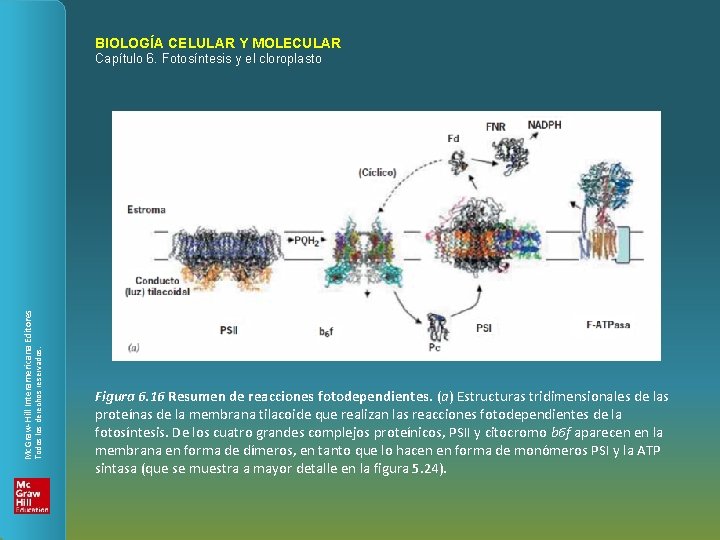 BIOLOGÍA CELULAR Y MOLECULAR Todos los derechos reservados. Mc. Graw-Hill Interamericana Editores Capítulo 6.