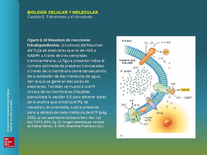 BIOLOGÍA CELULAR Y MOLECULAR Todos los derechos reservados. Mc. Graw-Hill Interamericana Editores Capítulo 6.