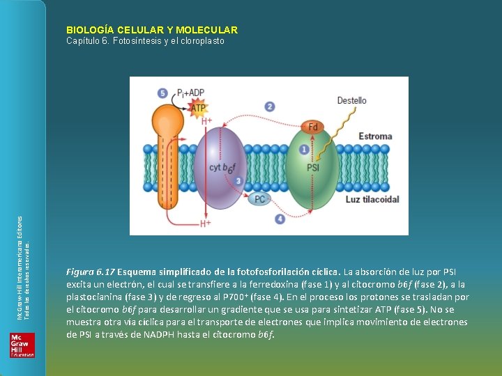 BIOLOGÍA CELULAR Y MOLECULAR Todos los derechos reservados. Mc. Graw-Hill Interamericana Editores Capítulo 6.