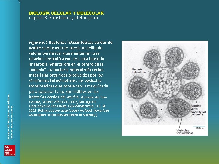 BIOLOGÍA CELULAR Y MOLECULAR Figura 6. 1 Bacterias fotosintéticas verdes de azufre se encuentran