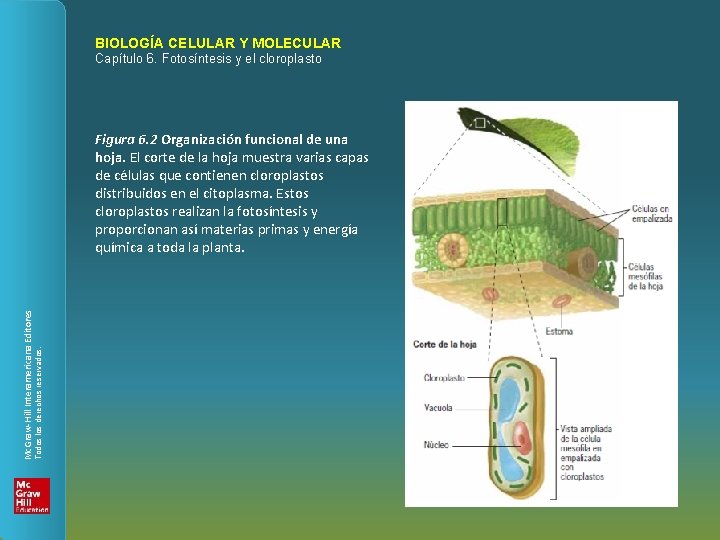 BIOLOGÍA CELULAR Y MOLECULAR Capítulo 6. Fotosíntesis y el cloroplasto Todos los derechos reservados.