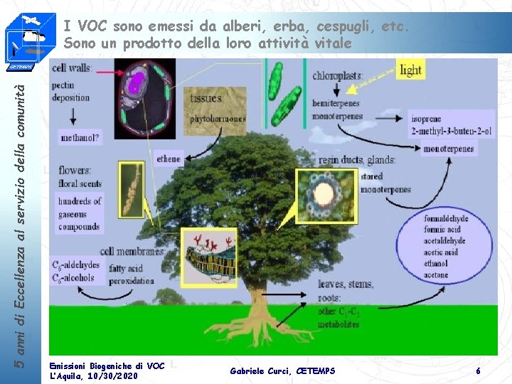 5 anni di Eccellenza al servizio della comunità I VOC sono emessi da alberi,