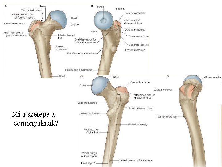 Mi a szerepe a combnyaknak? 