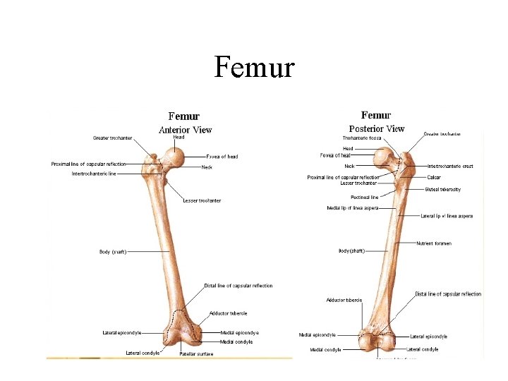 Femur 