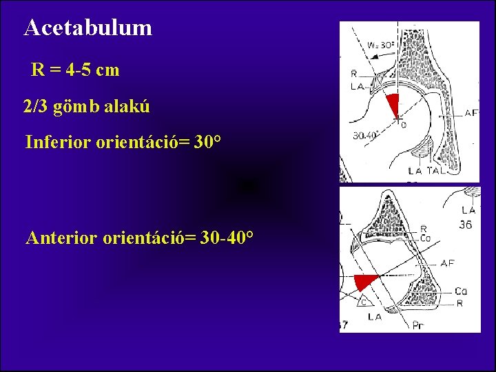 Acetabulum R = 4 -5 cm 2/3 gömb alakú Inferior orientáció= 30° Anterior orientáció=
