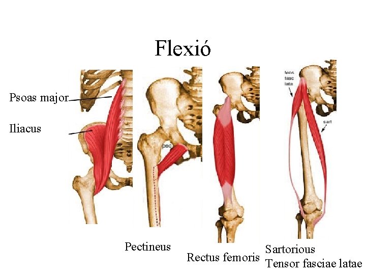 Flexió Psoas major Iliacus Pectineus Sartorious Rectus femoris Tensor fasciae latae 
