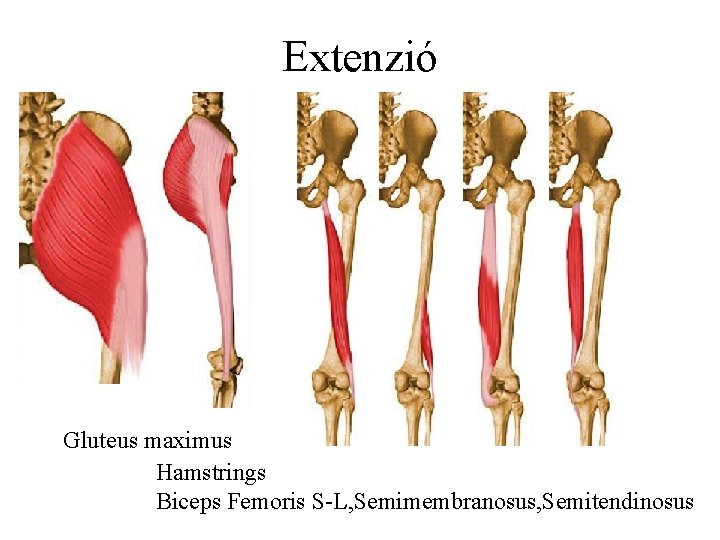 Extenzió Gluteus maximus Hamstrings Biceps Femoris S-L, Semimembranosus, Semitendinosus 