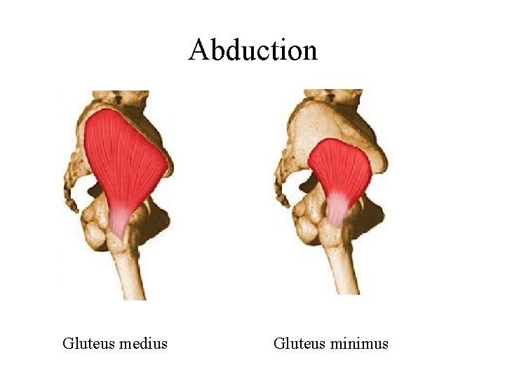 Abduction Gluteus medius Gluteus minimus 