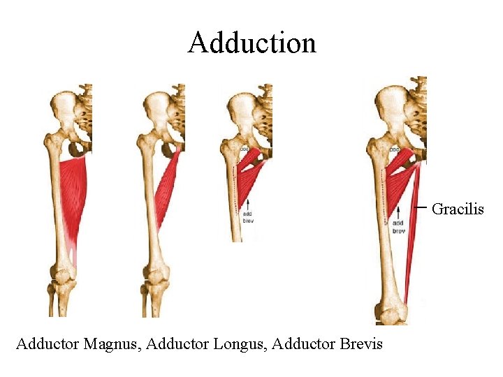 Adduction Gracilis Adductor Magnus, Adductor Longus, Adductor Brevis 