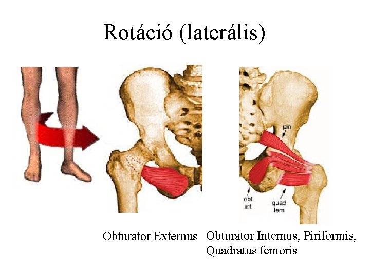 Rotáció (laterális) Obturator Externus Obturator Internus, Piriformis, Quadratus femoris 