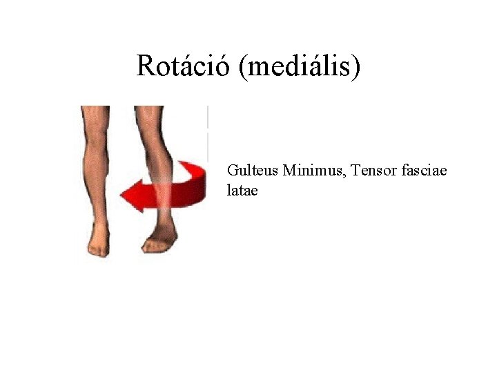 Rotáció (mediális) Gulteus Minimus, Tensor fasciae latae 