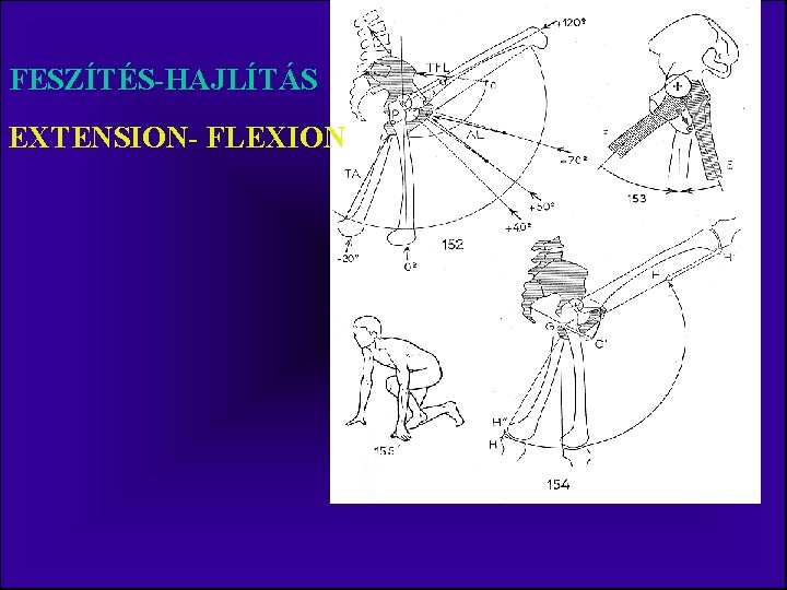 FESZÍTÉS-HAJLÍTÁS EXTENSION- FLEXION 