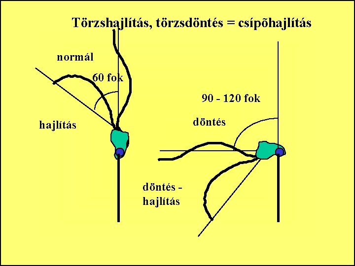 Törzshajlítás, törzsdöntés = csípõhajlítás normál 60 fok 90 - 120 fok hajlítás döntés hajlítás