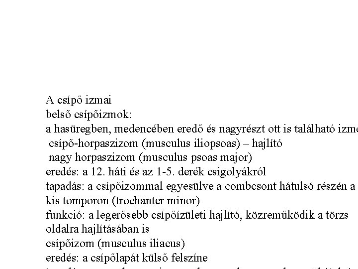 A csípő izmai belső csípőizmok: a hasüregben, medencében eredő és nagyrészt ott is található