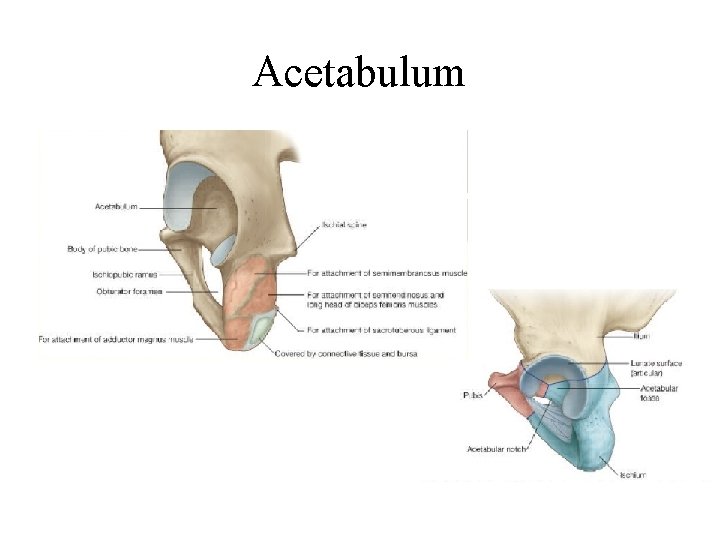 Acetabulum 