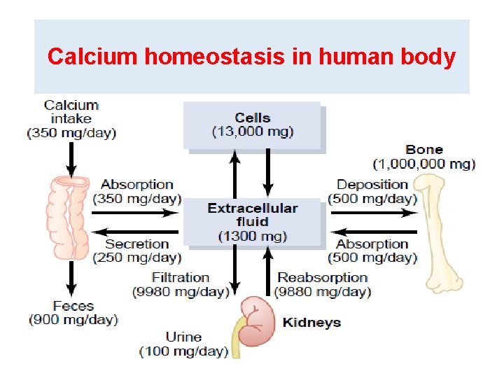 Calcium homeostasis in human body 
