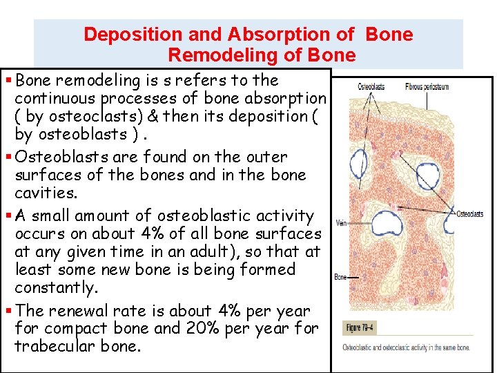 Deposition and Absorption of Bone Remodeling of Bone § Bone remodeling is s refers Deposition and Absorption of Bone Remodeling of Bone § Bone remodeling is s refers