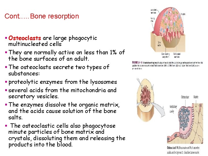 Cont. . …Bone resorption § Osteoclasts are large phagocytic multinucleated cells § They are