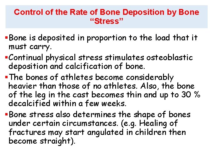 Control of the Rate of Bone Deposition by Bone “Stress” §Bone is deposited in