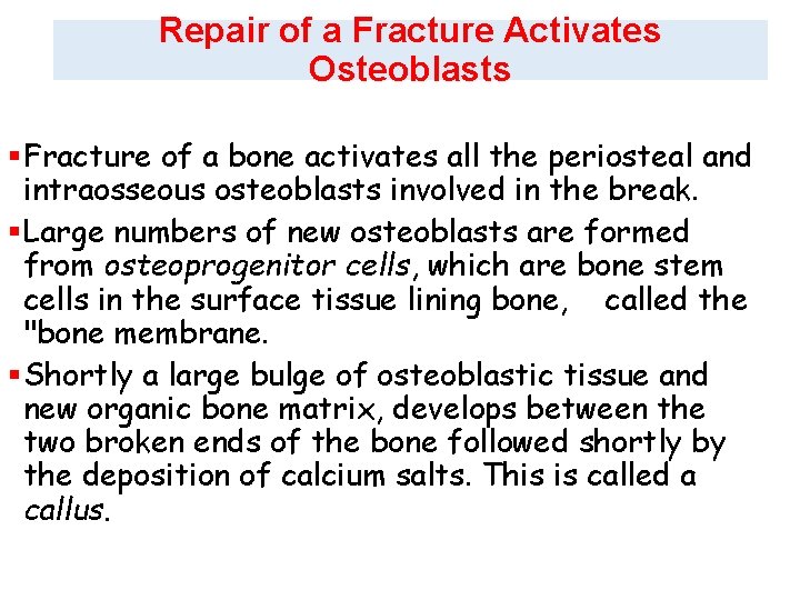 Repair of a Fracture Activates Osteoblasts §Fracture of a bone activates all the periosteal
