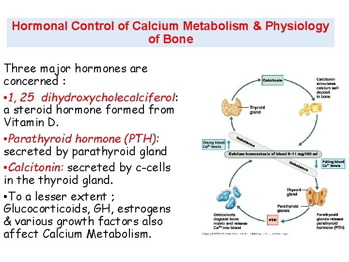 Hormonal Control of Calcium Metabolism & Physiology of Bone Three major hormones are concerned