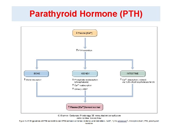 Parathyroid Hormone (PTH) Dr. Aida Korish akorish@ksu. edu. sa 