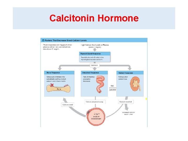 Calcitonin Hormone 