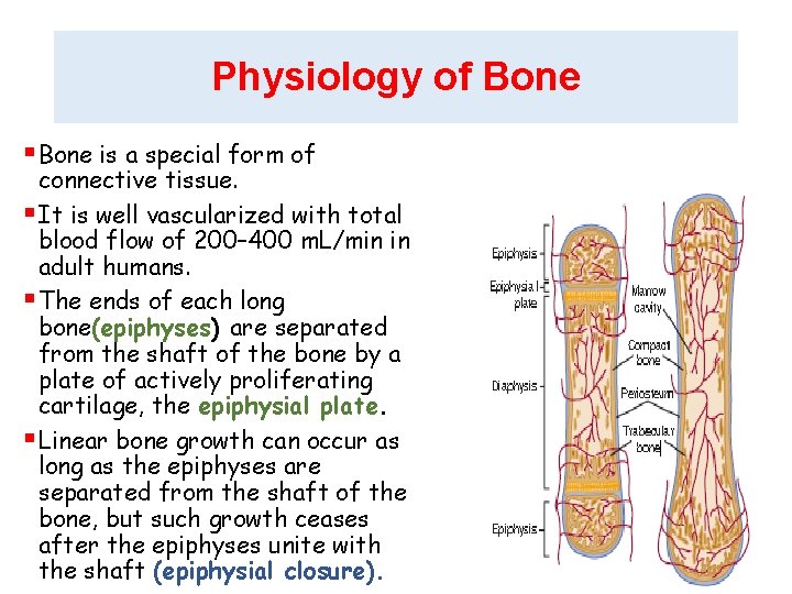 Physiology of Bone §Bone is a special form of connective tissue. §It is well