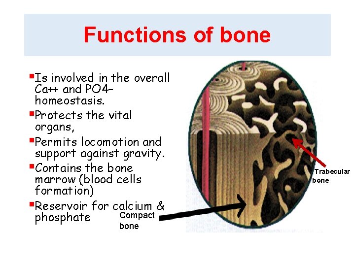 Functions of bone §Is involved in the overall Ca++ and PO 4– homeostasis. §Protects