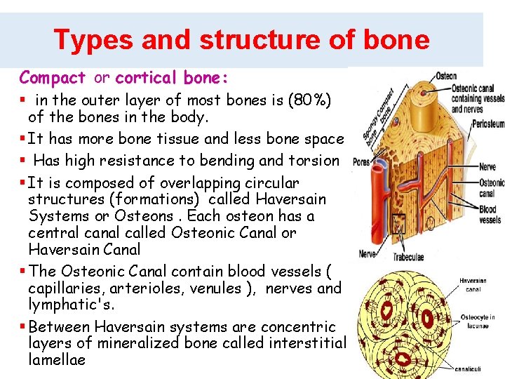 Types and structure of bone Compact or cortical bone: § in the outer layer