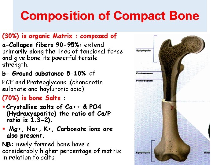 Composition of Compact Bone (30%) is organic Matrix : composed of a-Collagen fibers 90