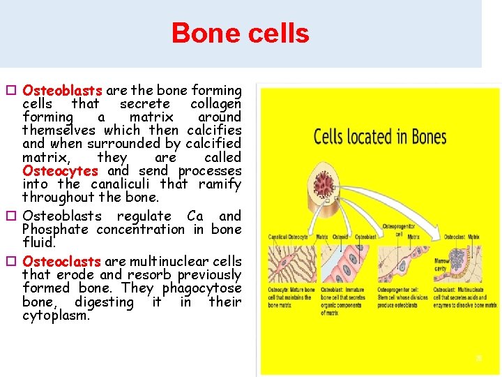 Bone cells Osteoblasts are the bone forming cells that secrete collagen forming a matrix