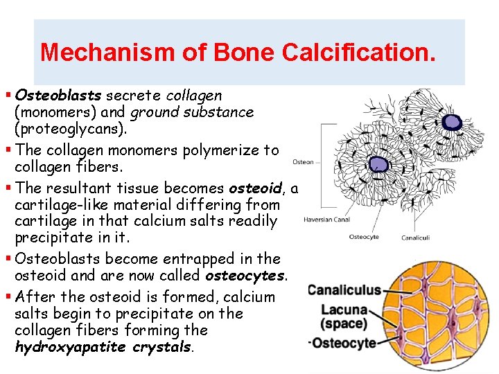 Mechanism of Bone Calcification. § Osteoblasts secrete collagen (monomers) and ground substance (proteoglycans). §