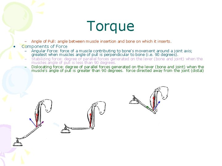 Torque • – Angle of Pull: angle between muscle insertion and bone on which