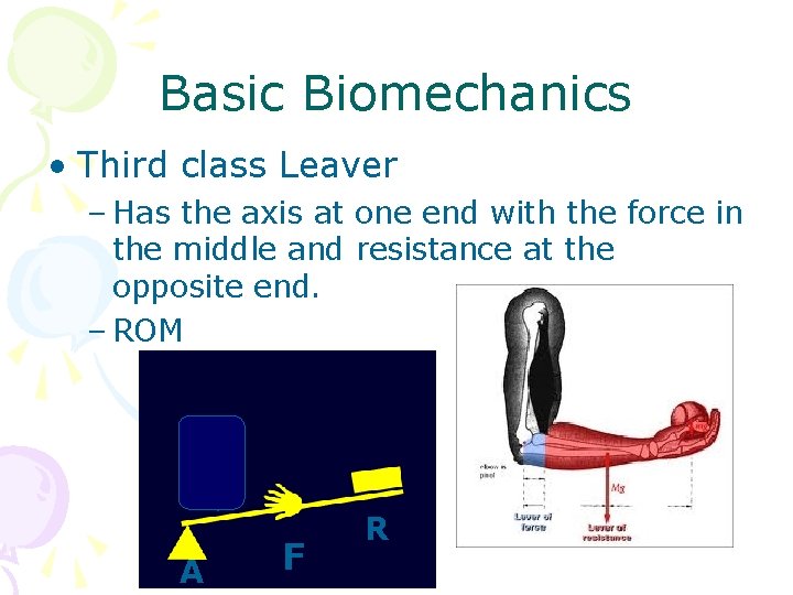 Basic Biomechanics • Third class Leaver – Has the axis at one end with